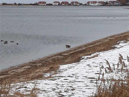 Ferienwohnung - 2 Personen -  - Gartenbungalow, FeWo, Ferienzimmer - 18230 - Rerik