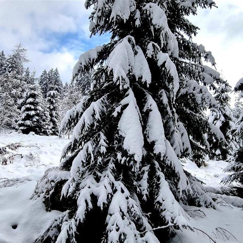 Ferielejlighed - 2 personer -  - Ziegelhüttenweg - 94566 - Sankt Oswald-Riedlhütte /