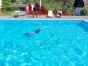 Billede 2 - Fælles swimmingpool