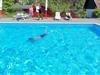 Billede 2 - Fælles swimmingpool