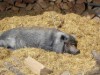 Image 14