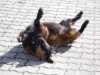 Bilde 22 - Ude