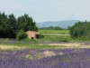 Image 27
