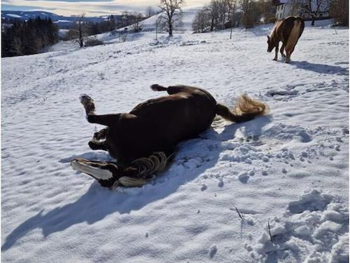 Fritidshus - 4 personer -  - 79271 - Stpeter