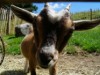 Billede 9