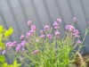 Billede 20 - Grund