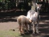Bild 20