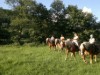 Billede 29