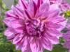 Bild 55