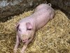 Bilde 26