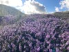 Billede 15