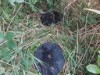 Image 13