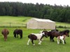 Billede 4