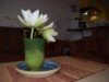 Bilde 5