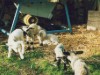 Image 15
