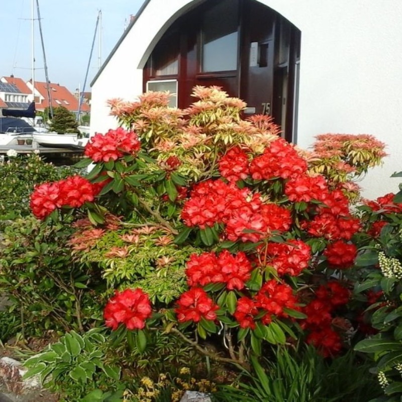 Sommerhus - 4 personer -  - 53507 - Dernau