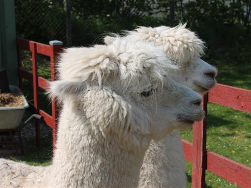 Ferieleilighet - 5 personer -  - Höfeweg - 23758 - Wangels