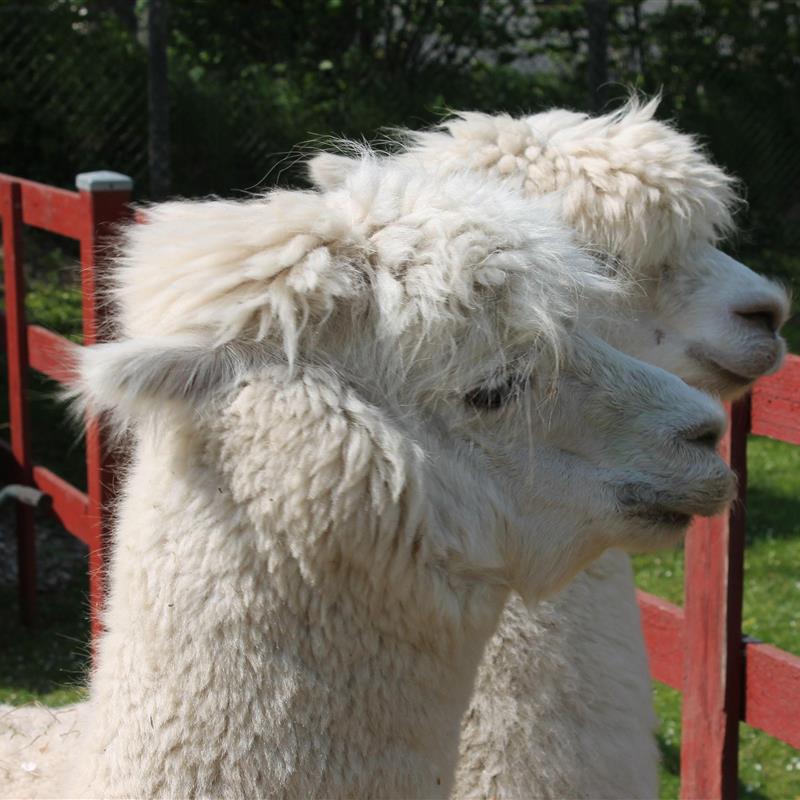 Ferielejlighed - 5 personer -  - Höfeweg - 23758 - Wangels