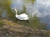 Billede 23