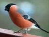 Bild 20