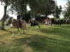 Billede 9