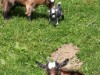Bilde 5