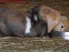 Bild 31