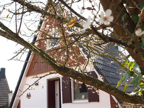 Sommerhus - 4 personer -  - Am Yachthafen - 26409 - Harlesiel