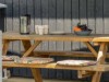 Billede 20 - Terrasse