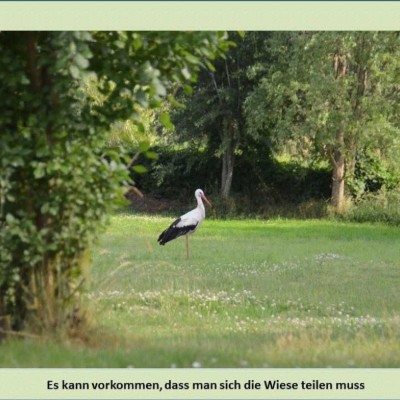 Billede 4