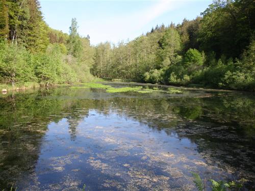 Holiday apartment - 2 persons -  - Lindenstraße - 66996 - Ludwigswinkel