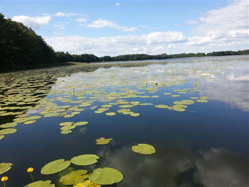 Ferienwohnung - 4 Personen -  - Seebusch - 17252 - Schwarz