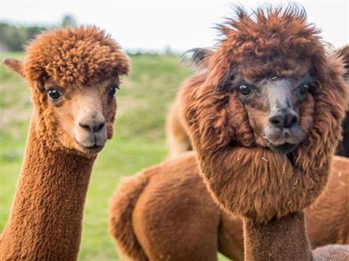 Ferielejlighed - 5 personer -  - Abschlag - 3972 - Abschlag