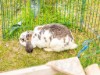 Billede 39