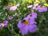 Bild 51
