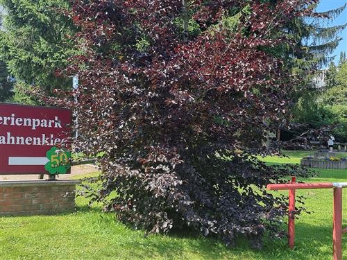 Feriecenter - 4 personer -  - Am Hahnenkleer Berg - 38644 - Goslar / Hahnenklee