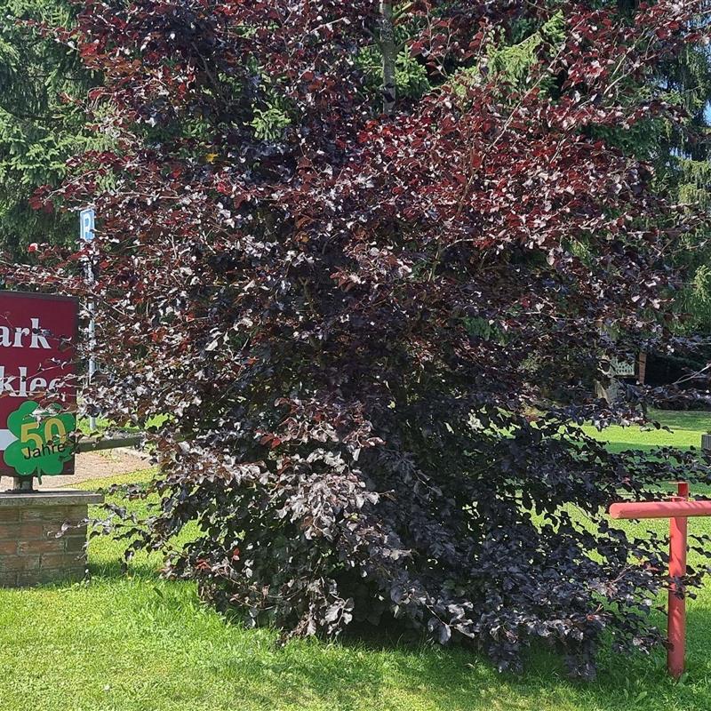 Feriecenter - 4 personer -  - Am Hahnenkleer Berg - 38644 - Goslar / Hahnenklee