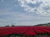 Bild 36