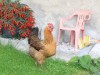 Bild 16