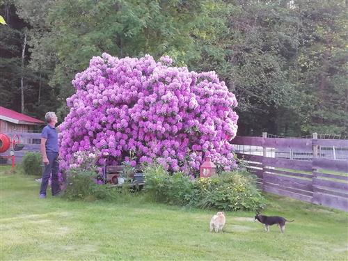  - 2 personer -  - Zwieselau - 94258 - Frauenau