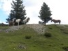 Billede 12
