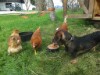 Bild 12
