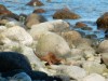 Billede 37