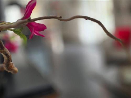 Semesterlägenhet - 4 personer -  - Strandparkallee - 18181 - Graal-Müritz