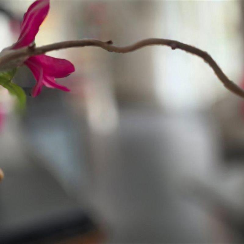 Ferielejlighed - 4 personer -  - Strandparkallee - 18181 - Graal-Müritz