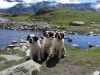 Bild 38