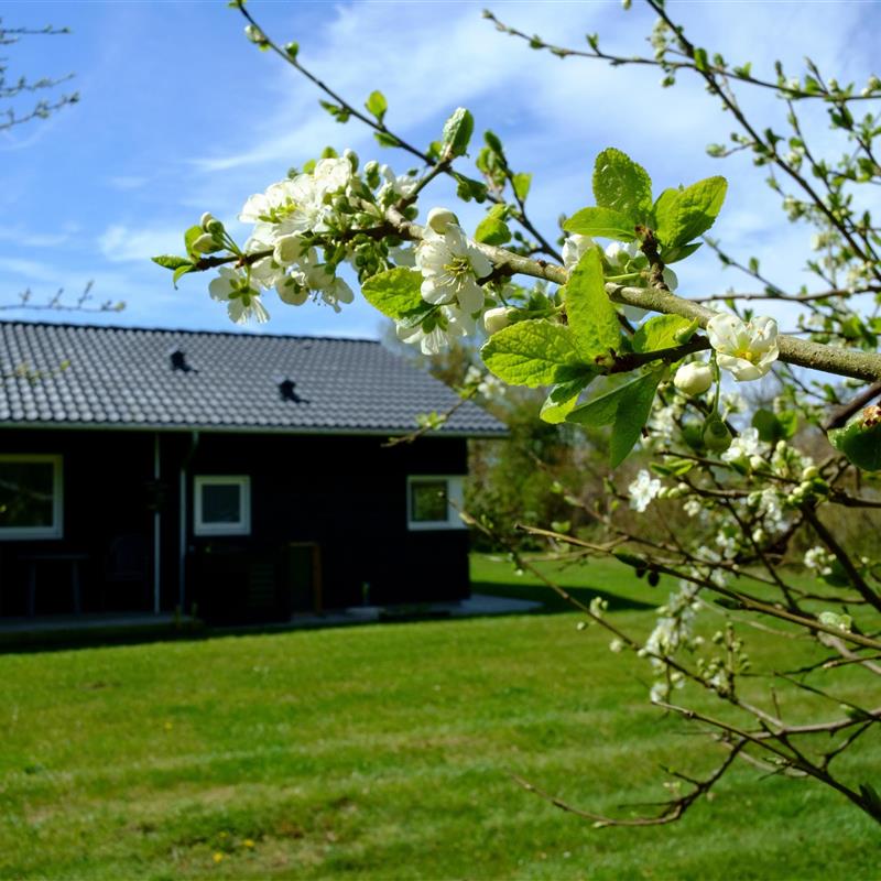 Sommerhus - 6 personer -  - Kaprifolievej - 8400 - Ebeltoft