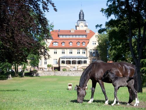 Feriehus - 8 personer -  - 19412 - Wendorf