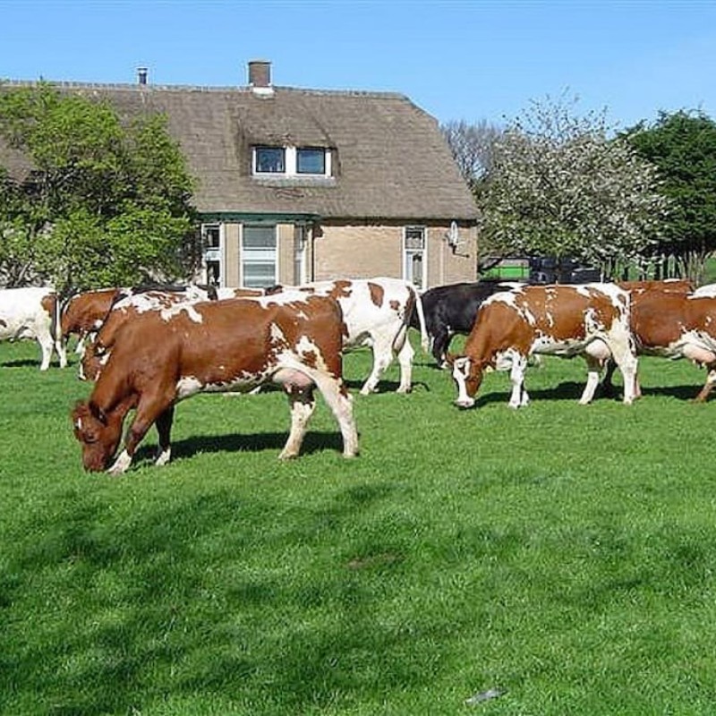 Sommerhus - 4 personer -  - 2735 PC - Gelderswoude