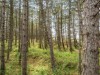 Billede 29 - Grund